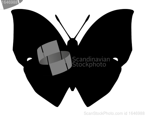 Image of Butterfly