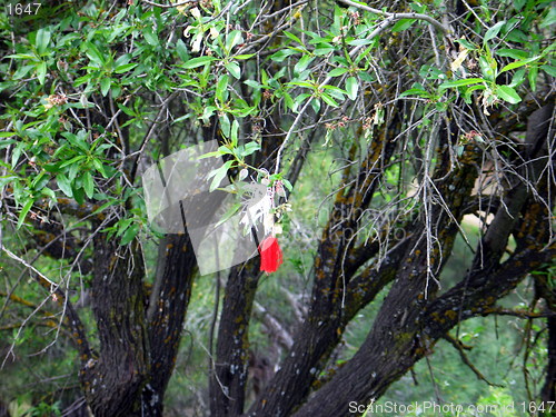 Image of Cloth on tree. Asinou. Cyprus