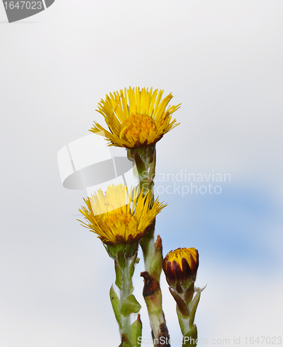 Image of Coltsfoot (Tussilago farfara)