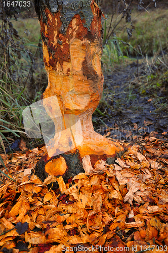 Image of Beaver tree