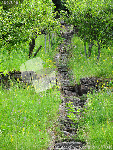 Image of Traditional orchard