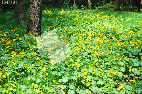 Image of Marsh marigold (Caltha palustris)