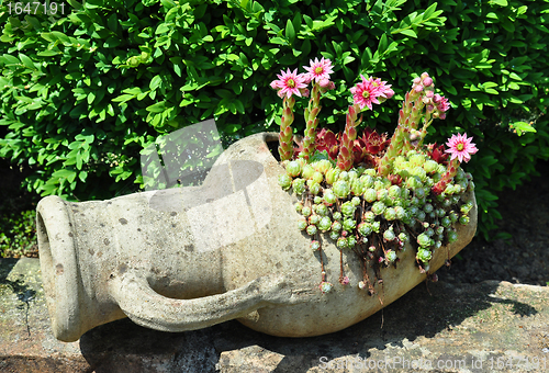 Image of Houseleek flowers (Sempervivum) in flagon