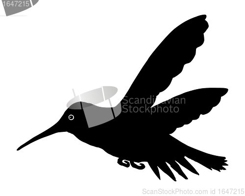 Image of Hummingbird