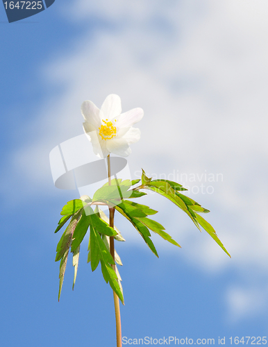 Image of Wood anemone