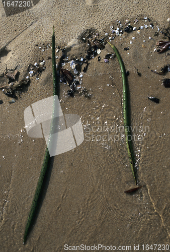 Image of Mangrove seeds (Rhizophora) in Malaysia