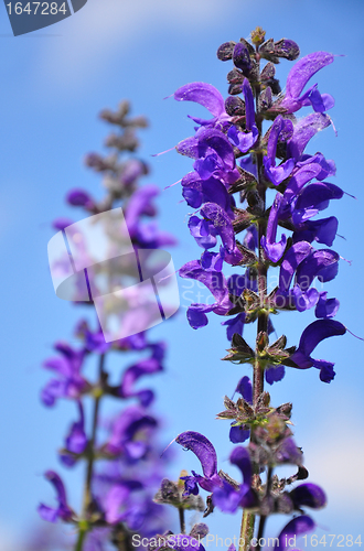 Image of Meadow sage (Salvia pratensis)