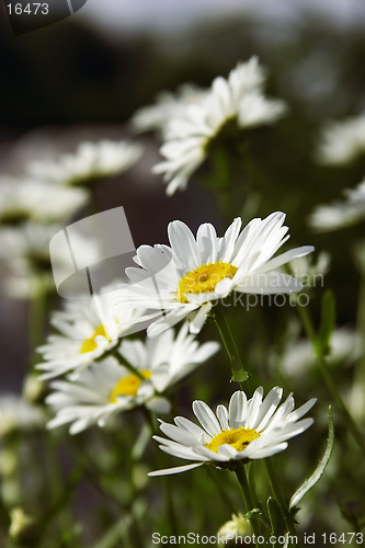 Image of fieldflowers (camomile)