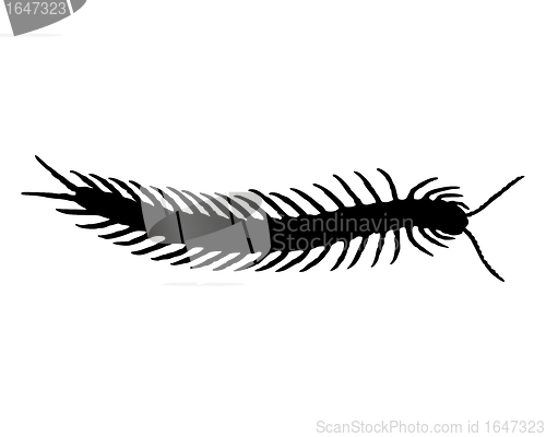 Image of Centipede