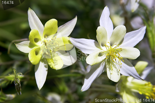 Image of aquilegia