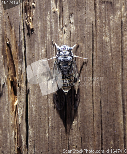 Image of Cicada