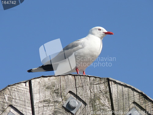 Image of Seagull2