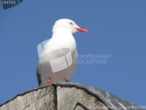 Image of Seagull1