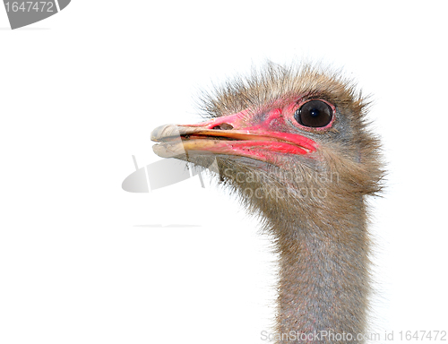 Image of Ostrich