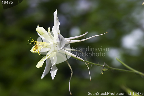 Image of aquilegia