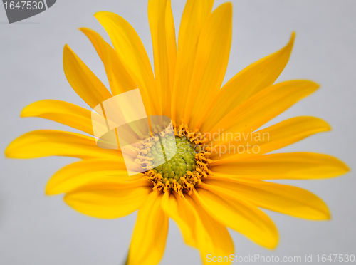 Image of Small sunflower