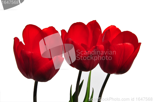 Image of Red tulips