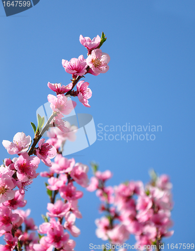 Image of Peach flower (Prunus persica)