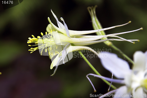 Image of aquilegia