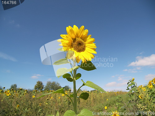 Image of sunflower field