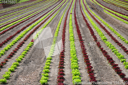 Image of Lettuce field