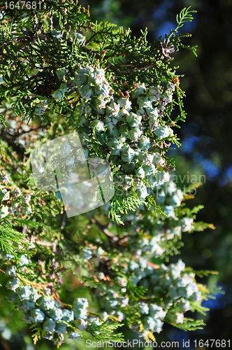 Image of Fruits of false cypress (Chamaecyparis)