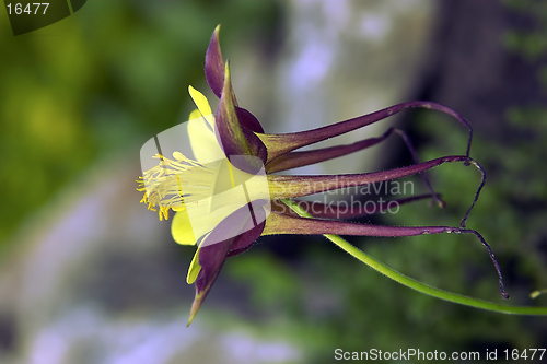 Image of aquilegia