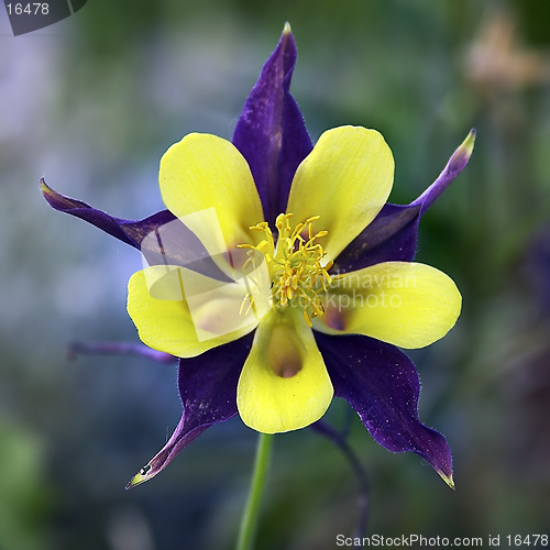 Image of aquilegia