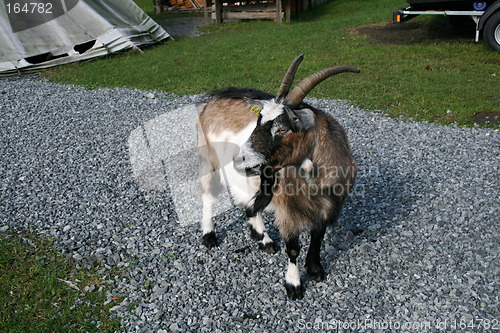 Image of Goat on norwegian farm