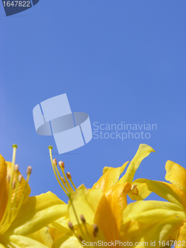 Image of Rododendron flowers and blue sky