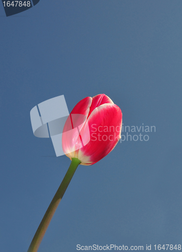 Image of Red tulip