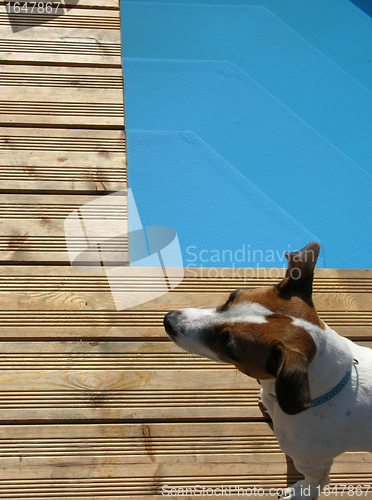 Image of Dog relaxing at pool