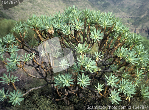 Image of Euphorbia on Canary Islands