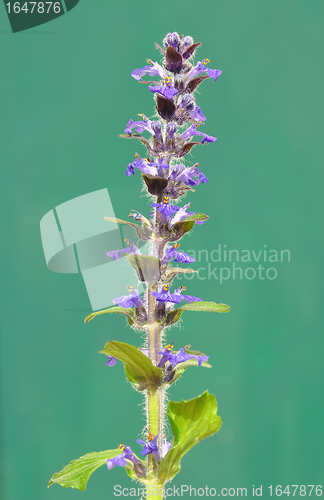 Image of Blue bugle (Ajuga reptans)