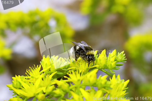 Image of flower an bee