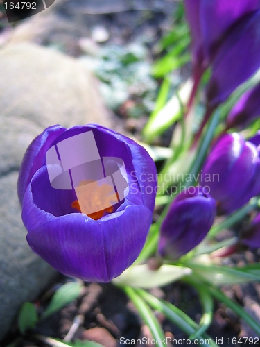 Image of Lone Crocus