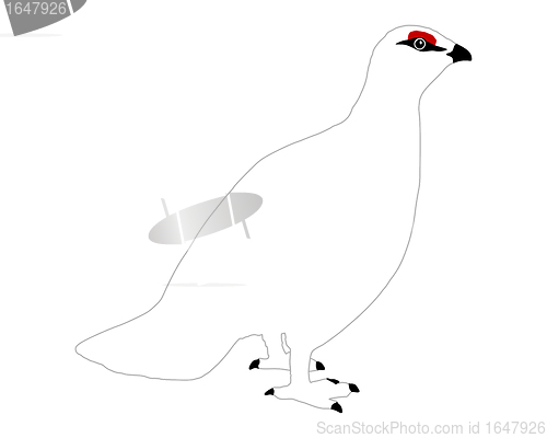 Image of Ptarmigan