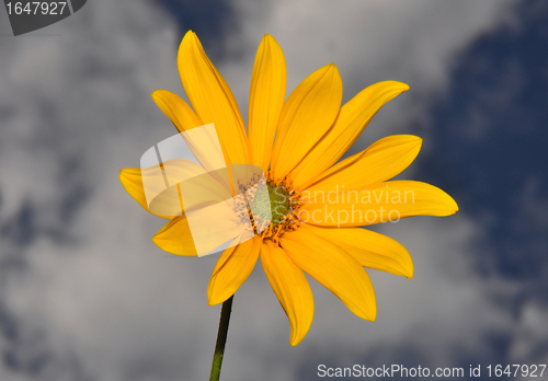 Image of Small sunflower