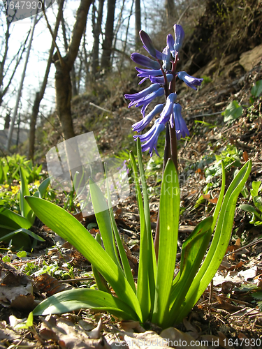 Image of Garden hyacinth