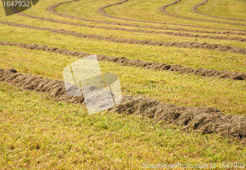 Image of Meadow with hay