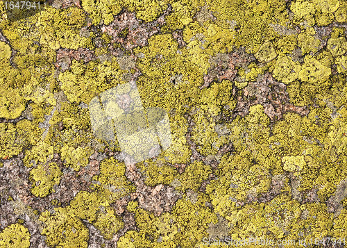 Image of Lichen background