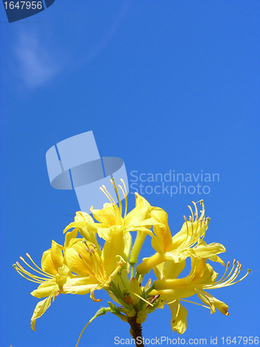 Image of Rododendron flowers and blue sky