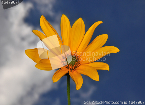 Image of Small sunflower