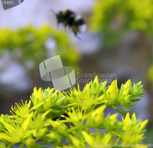 Image of flower an bee