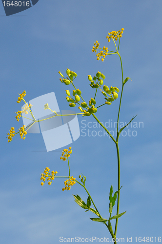 Image of Parsnip (Pastinaca sativa)