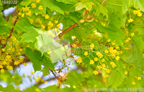 Image of Maple flowers (Acer)