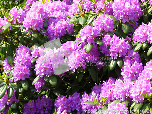 Image of Rhododendron flowers