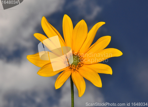 Image of Small sunflower