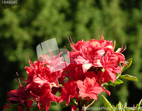 Image of Rhododendron flowers