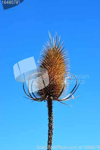 Image of Fuller's teasel (Dipsacus fullonum)